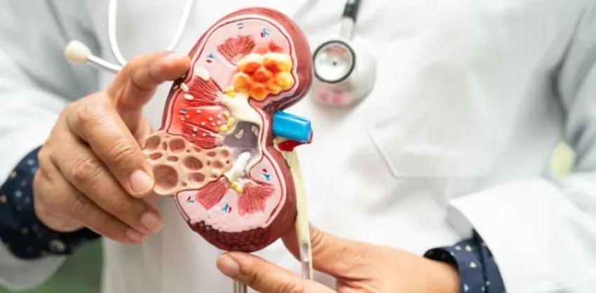 What is Nephrology?